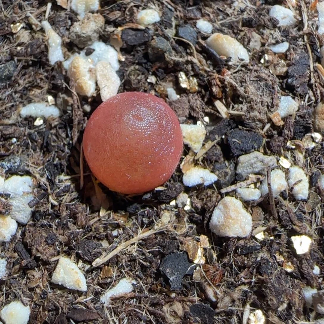 肉锥多肉植物组合-哈默1735