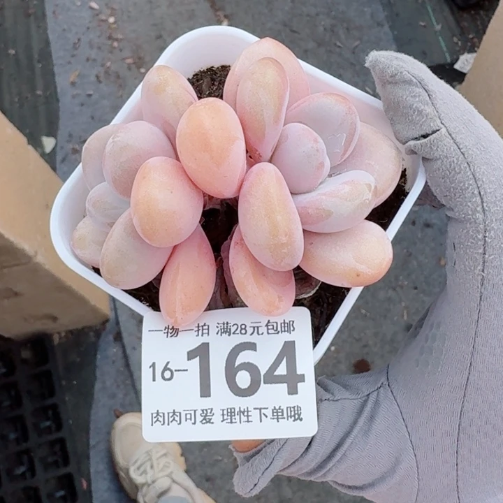 粉兔无盆土发货多肉多肉