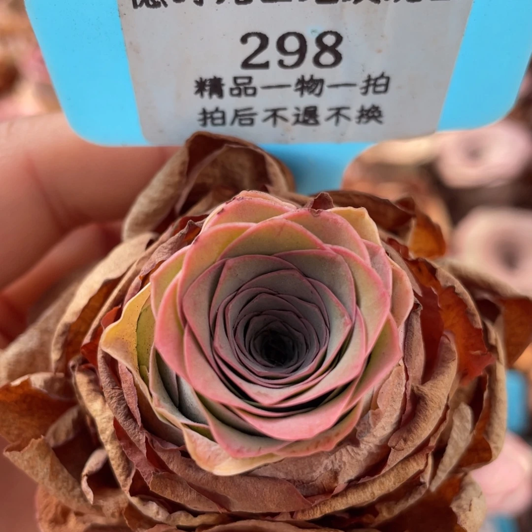 山地玫瑰298裸根发货不售后