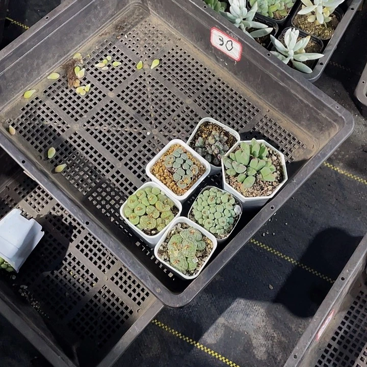 彭***喽30号筐带哦土发货