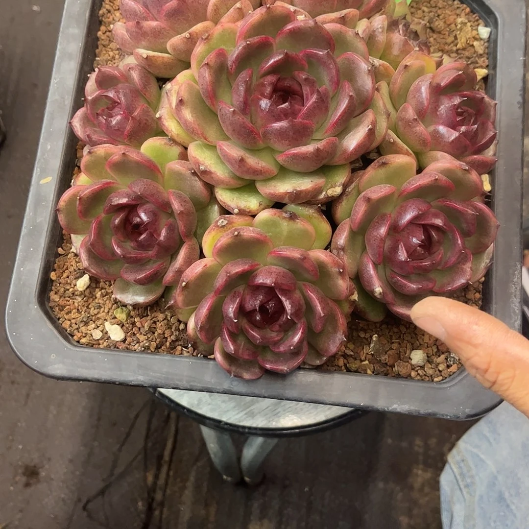 211黑桃。