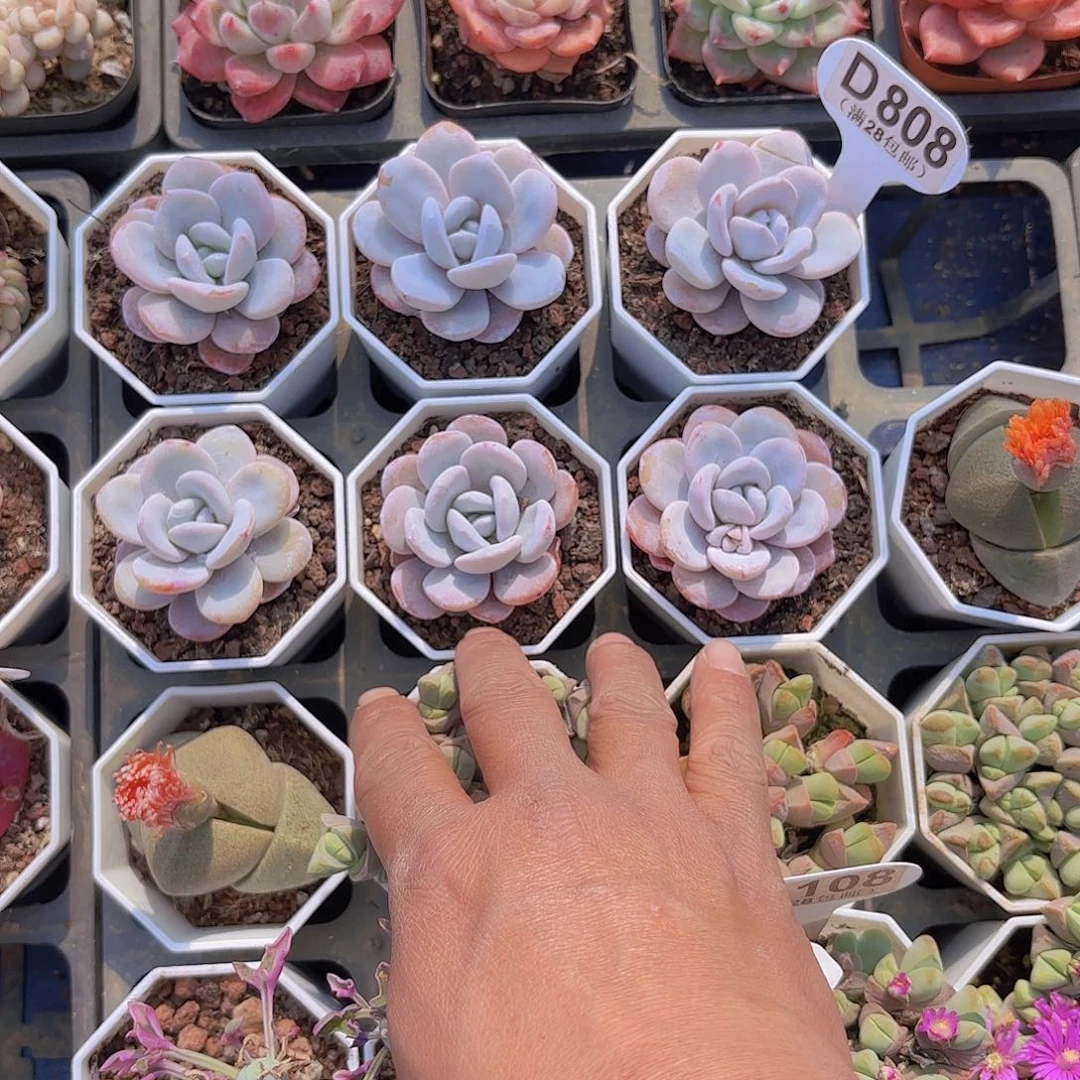 Μ****?D808六颗雪莲一物一拍