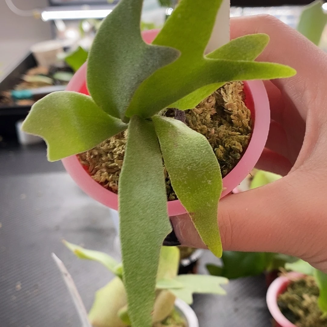 无花朵无开花植物