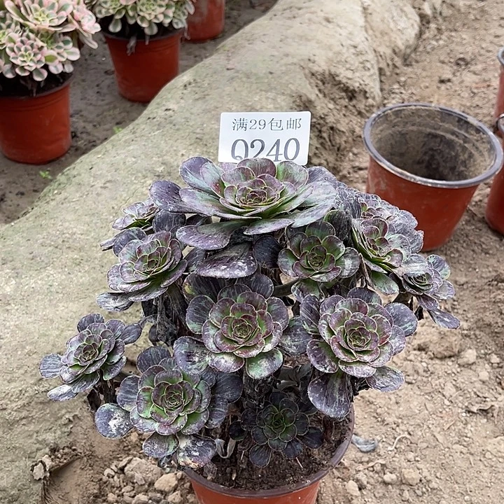 240黑钻多肉植物