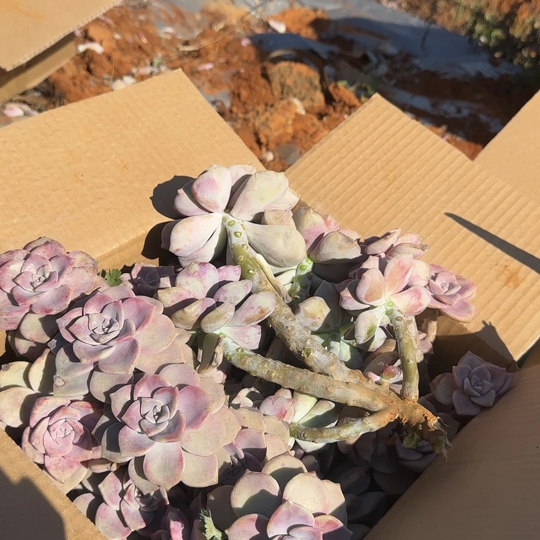 箱拍紫乐多肉轻微断肢不售后看好在拍