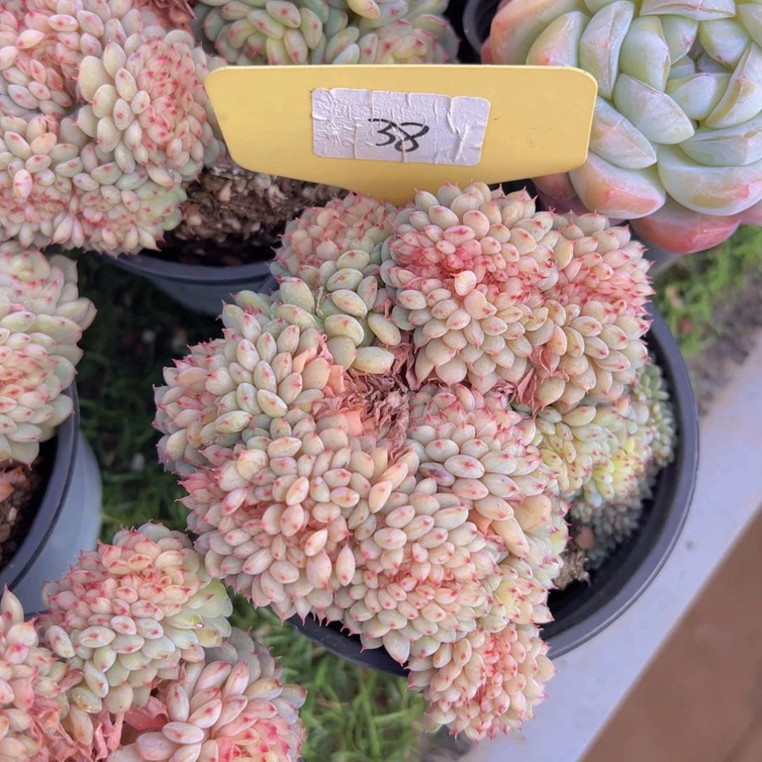 香玉的故事是一个人的故事吗