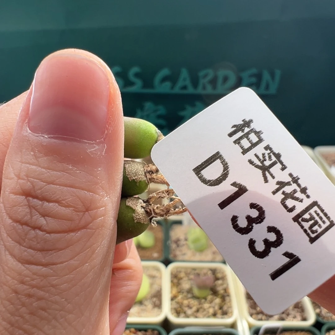 1331/。 福利豆豆三颗