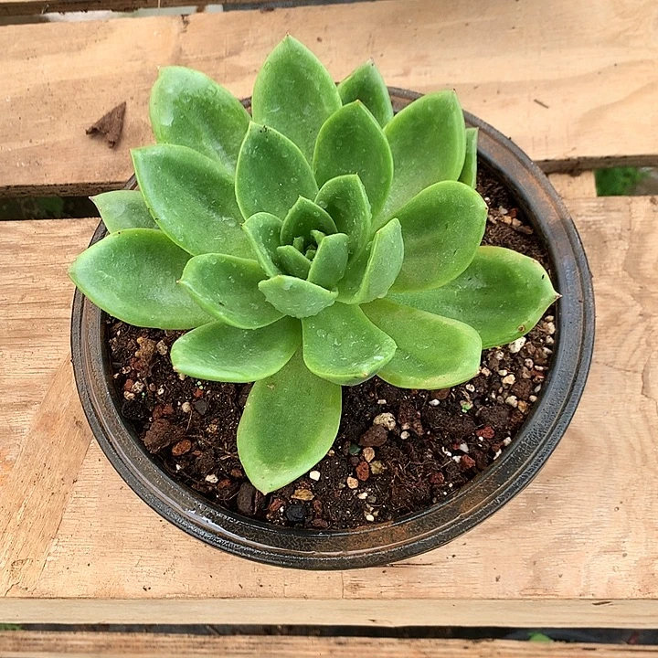 美肉特价活动开始啦