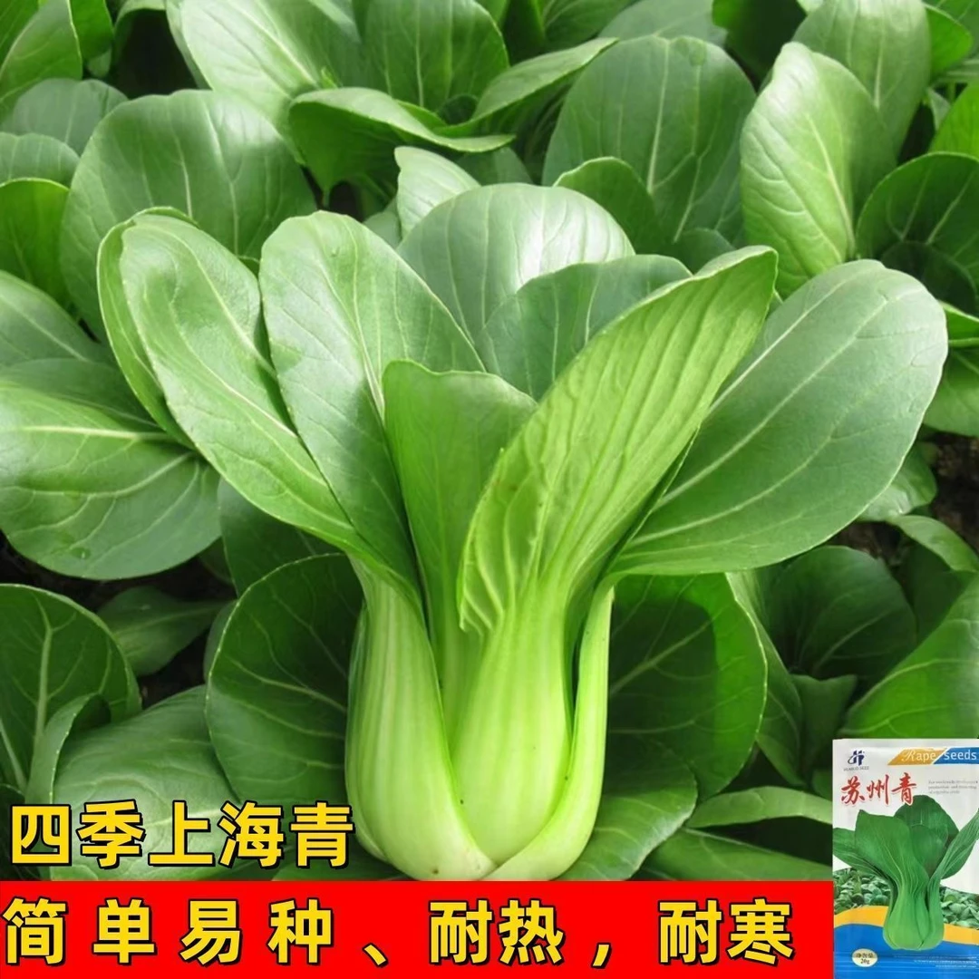 上海青种子四季青梗菜油菜种子速生种植阳台菜地蔬菜种子大全