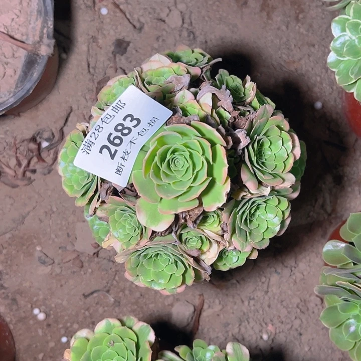 2683辛尼亚多肉植物