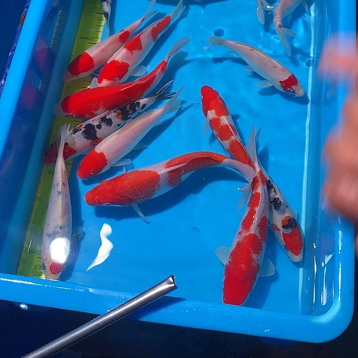 善***族锦鲤纯种血统锦鲤鱼