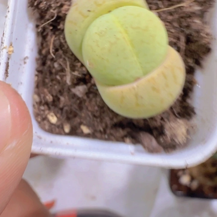 绿大白五厘米盆一颗