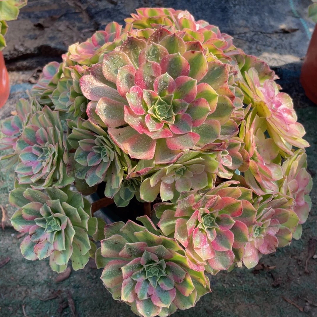 953轮回精品法师老桩