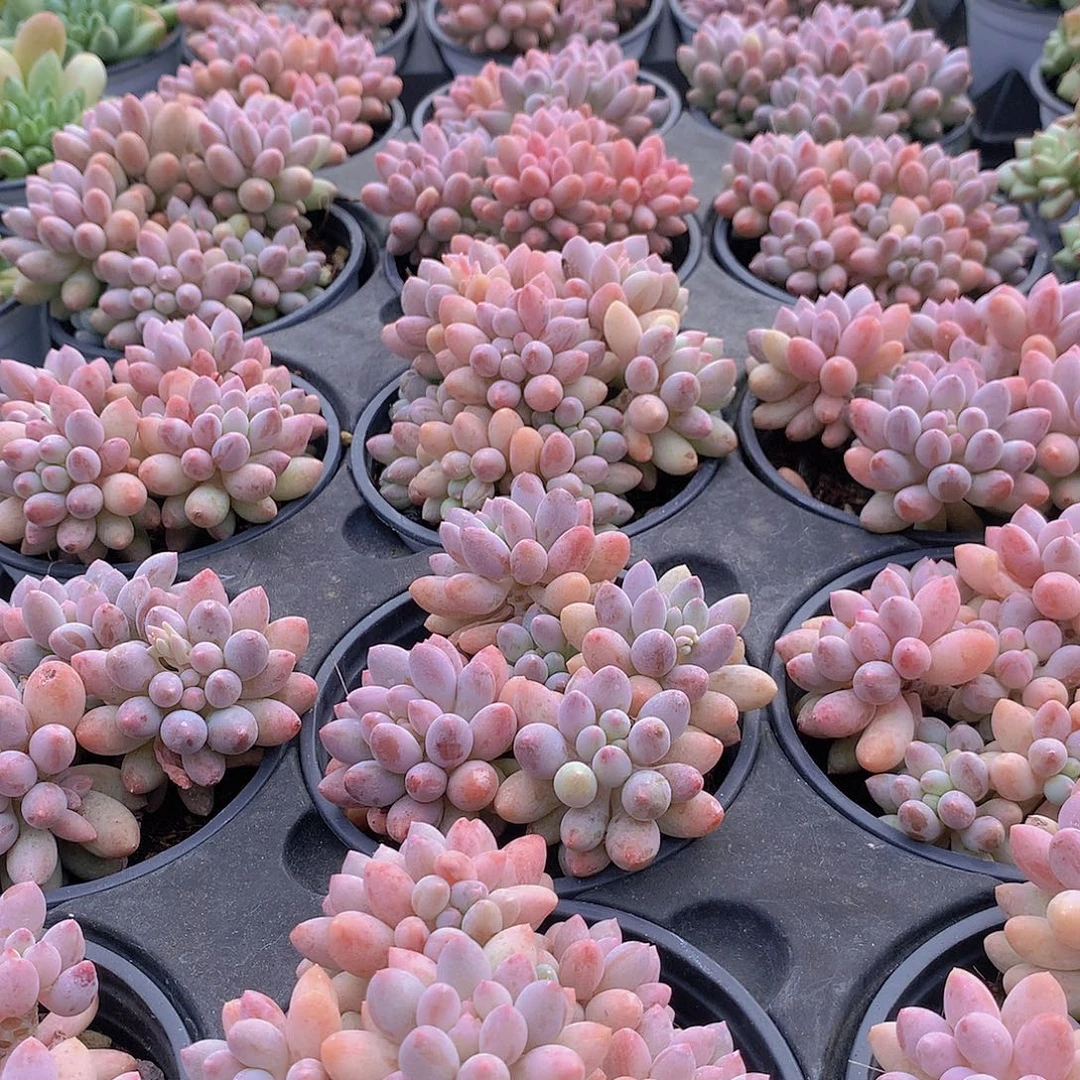 樱花奶：567788999000000