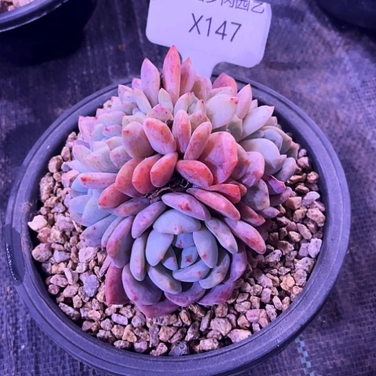小****望我是第一百个为妖刀应援的阴阳