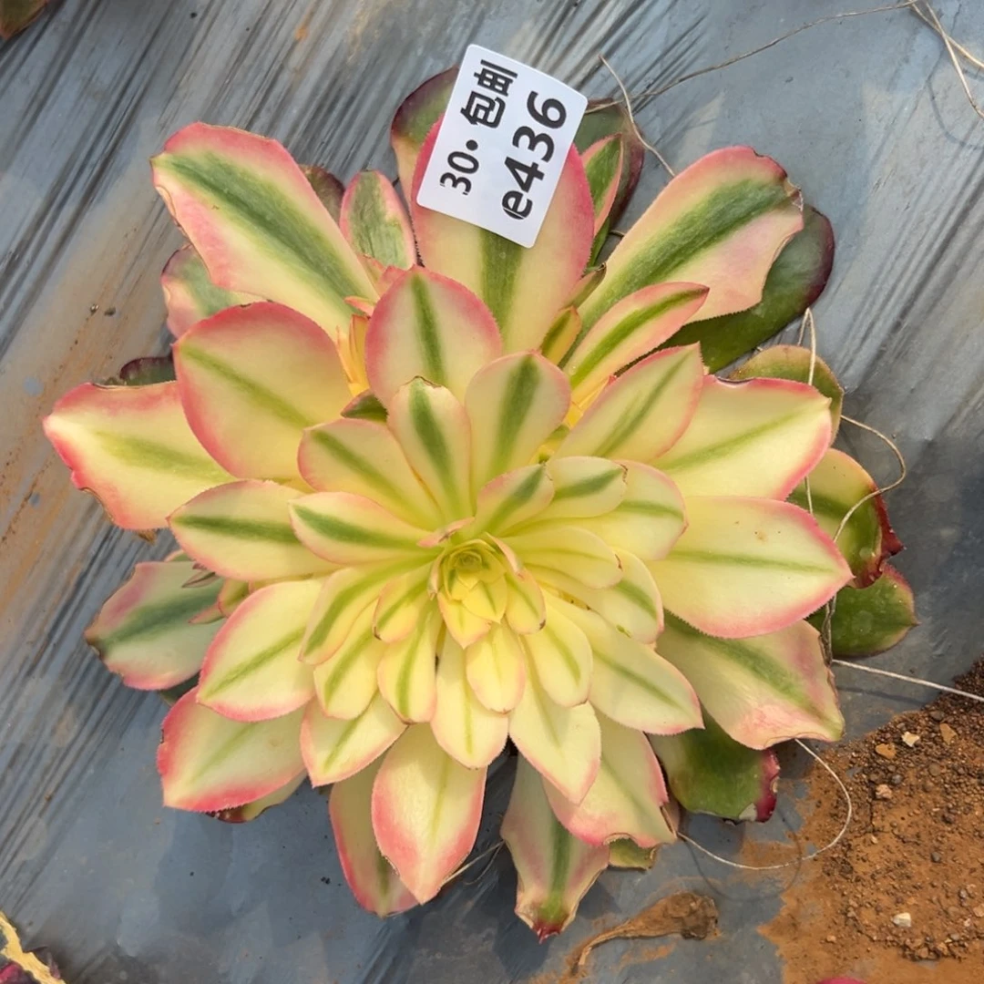 436香妃多肉法师