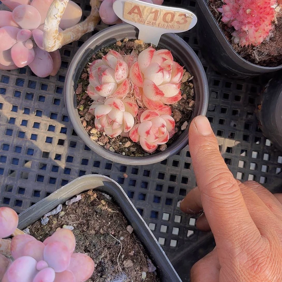 ?****?A103麦秆一物一拍