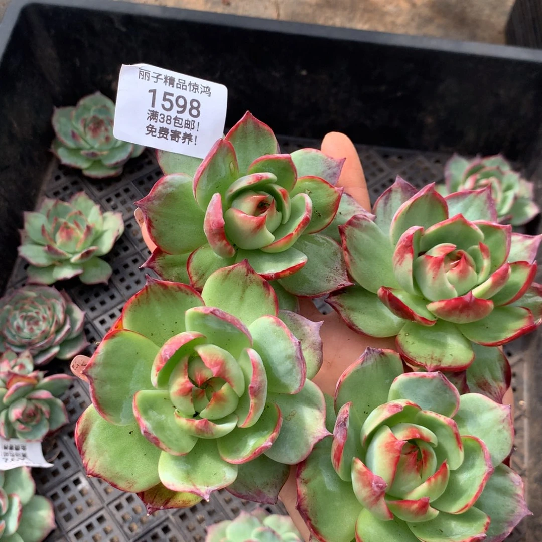 *****1598，号，多肉，植物4颗