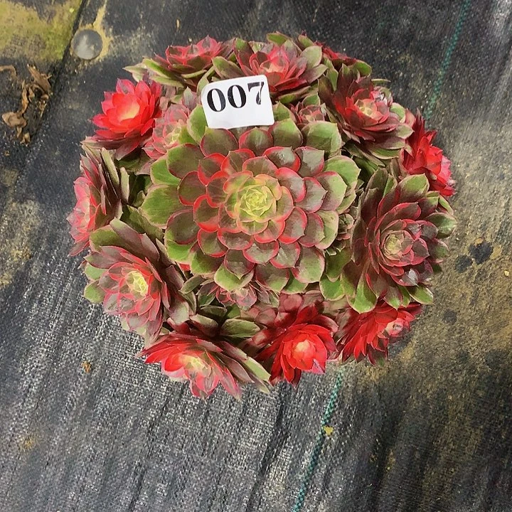 法师黑魔锦00700000