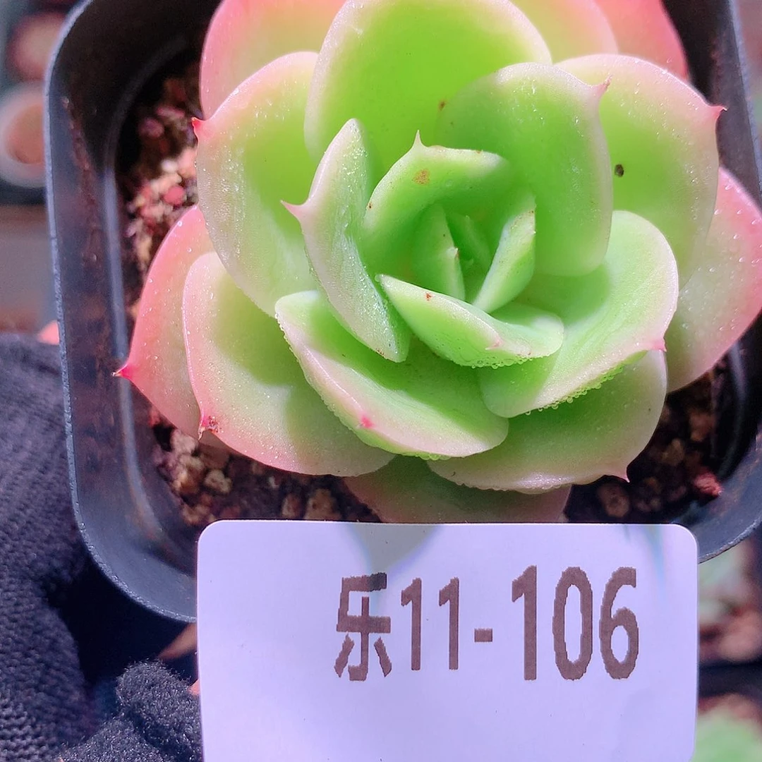乐然11-106 柠檬酸橙