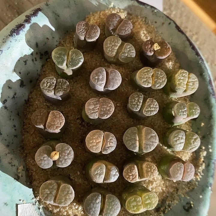 31370。  一组磁铁雪花窗。 风铃。