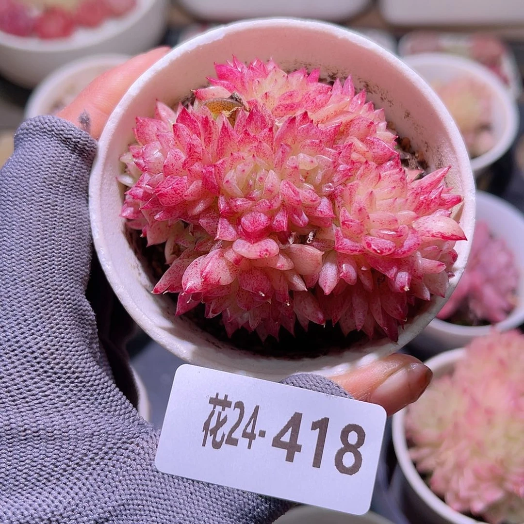 花24-418麦秆群生