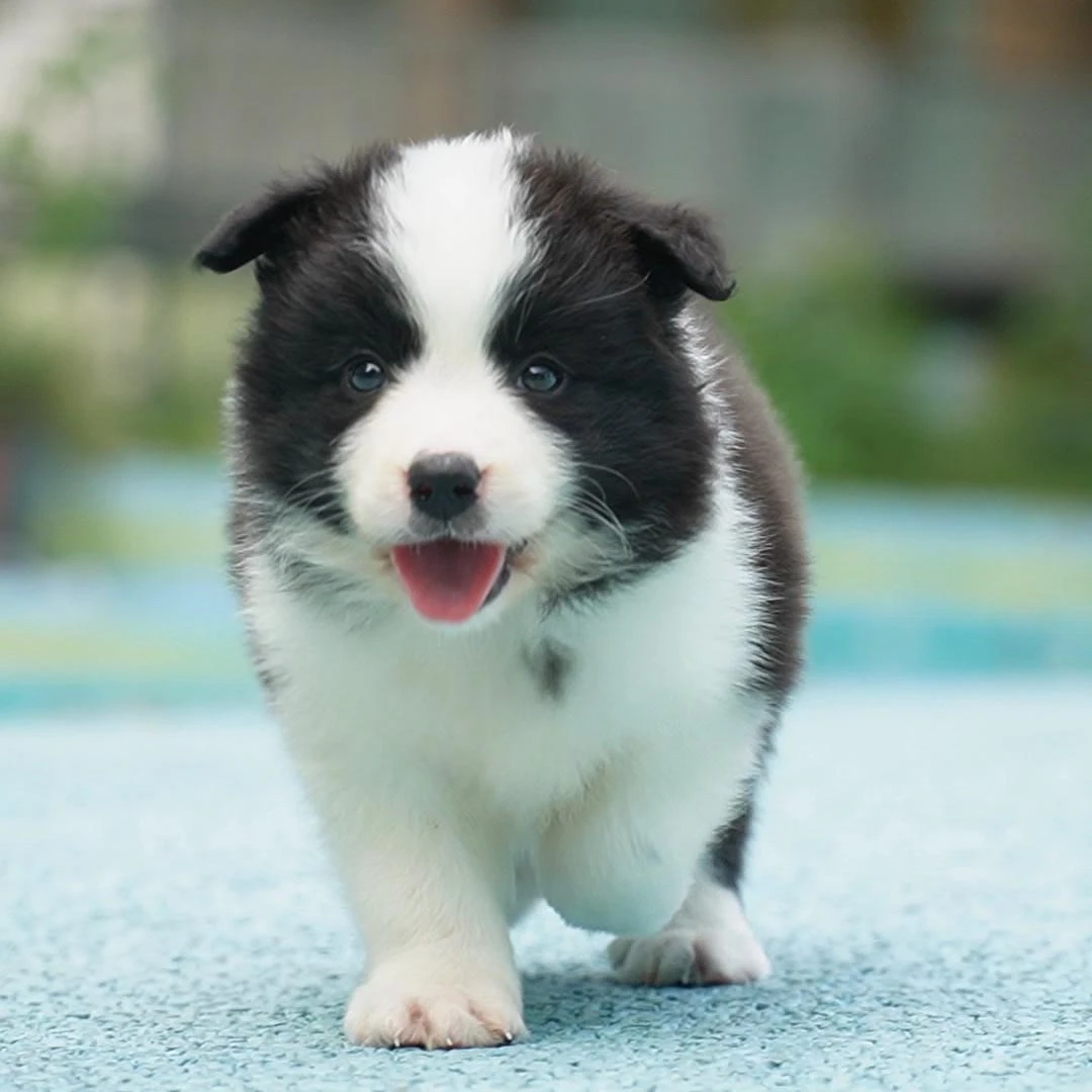 0607拍摄15号黑白边牧狗狗幼犬妹妹①6.12②7.26