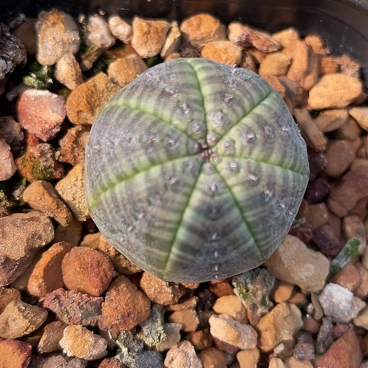 布纹球实生仙人球