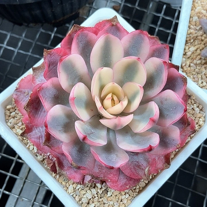 赫拉锦多肉一物一拍