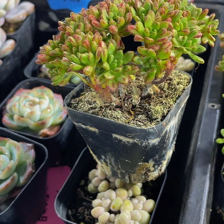 小人姬带盆土发货