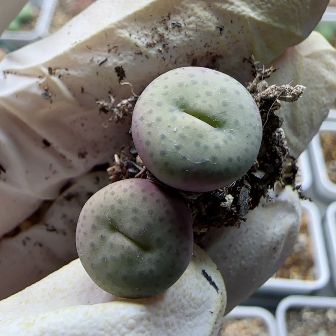 月****者1-13-特选奶油红嘴多肉