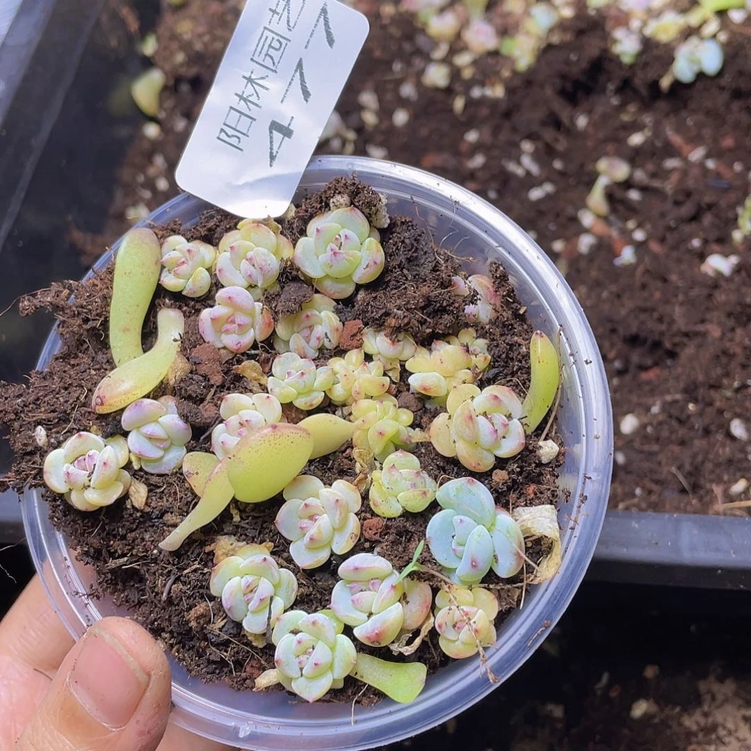 多肉植物多肉植物477
