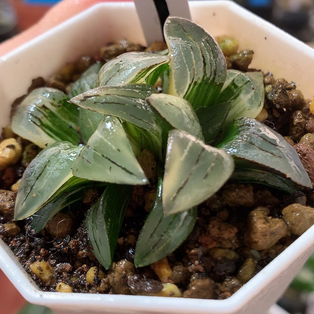 1号双头红纹寿锦带盆土