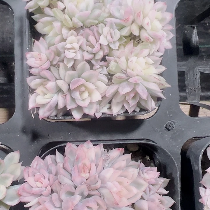 女雏锦精品多肉植物大战