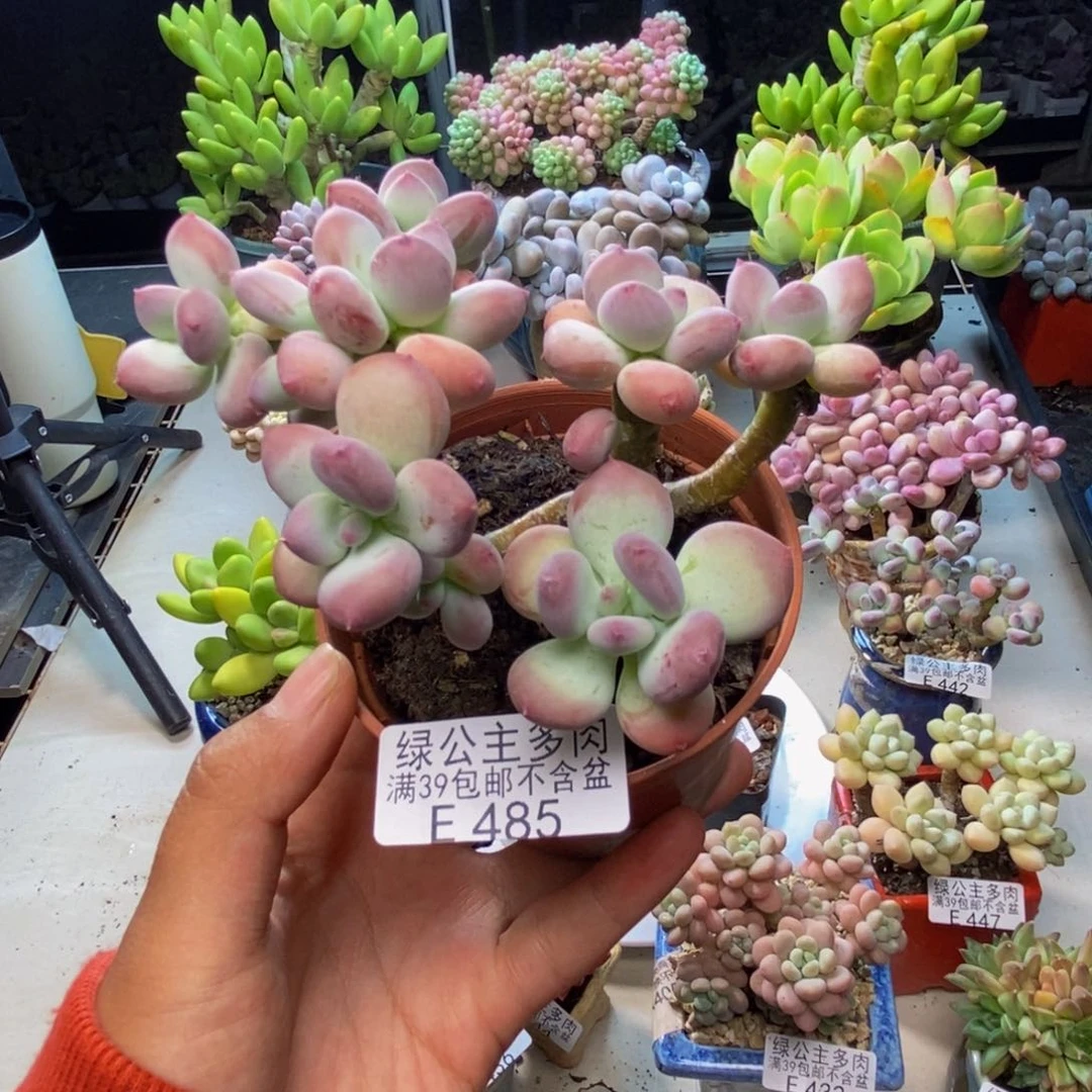 485苹果奶四代多肉8c m