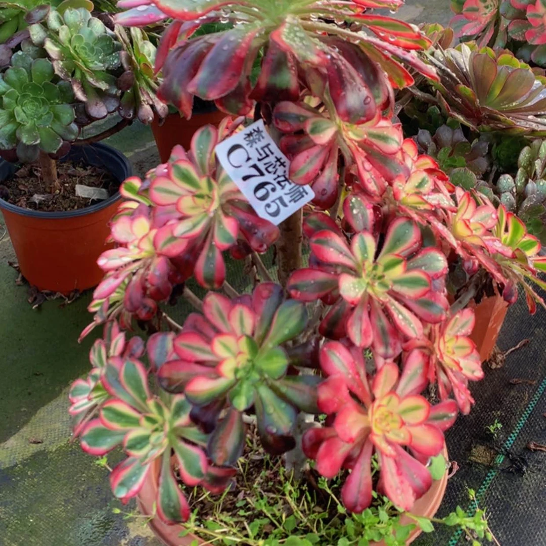 【闪购商品】765香奈儿