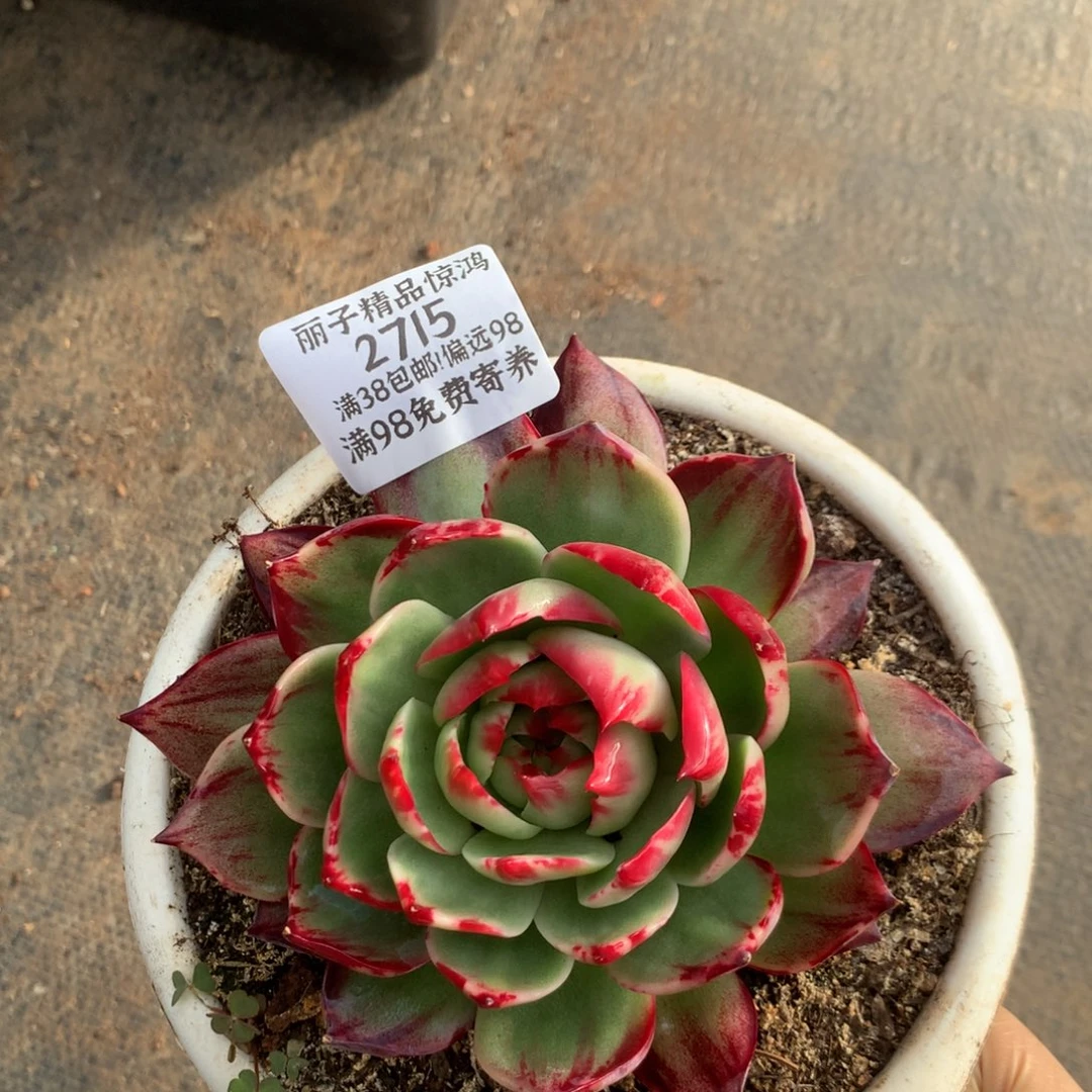 2715号多肉植物，11