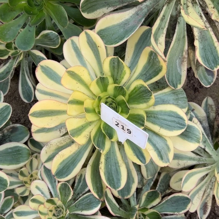 小*?219燕姿多肉植物