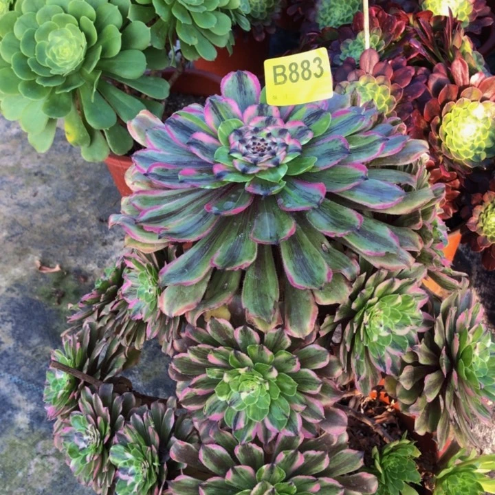 粉黛多肉8830000000000