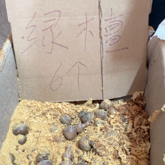 非洲紫檀（红花梨）