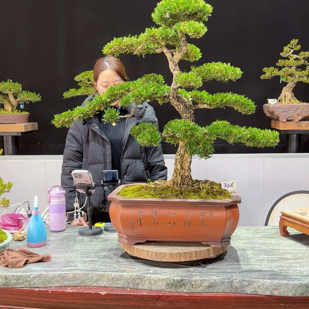 四季常青老桩黄杨盆景