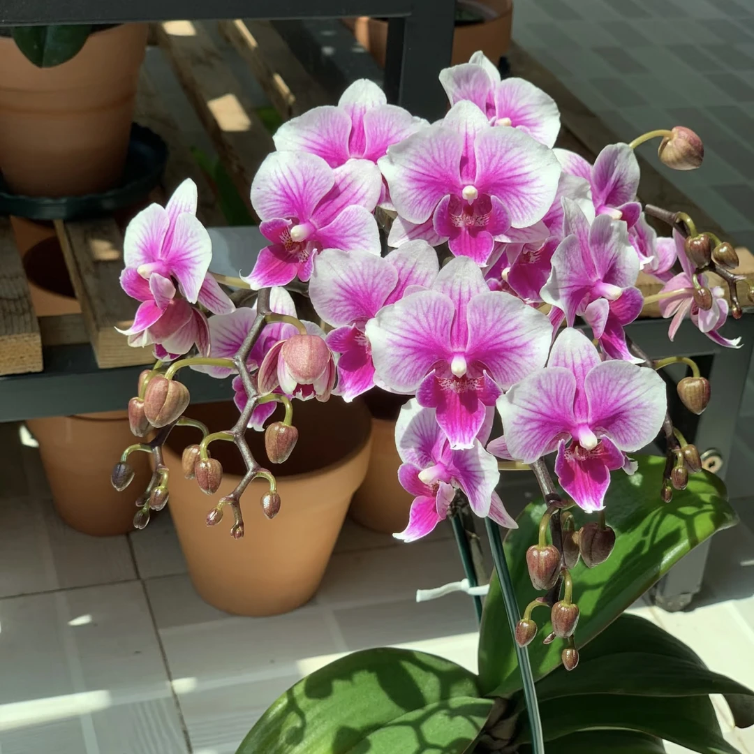 9号兰业【可爱多】丰花品种 3.0加高波浪叶 轻微叶损