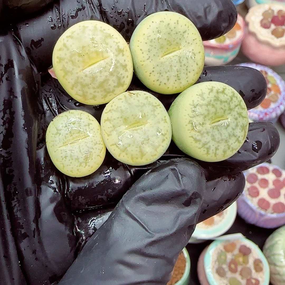 生石花满18包邮0104-46