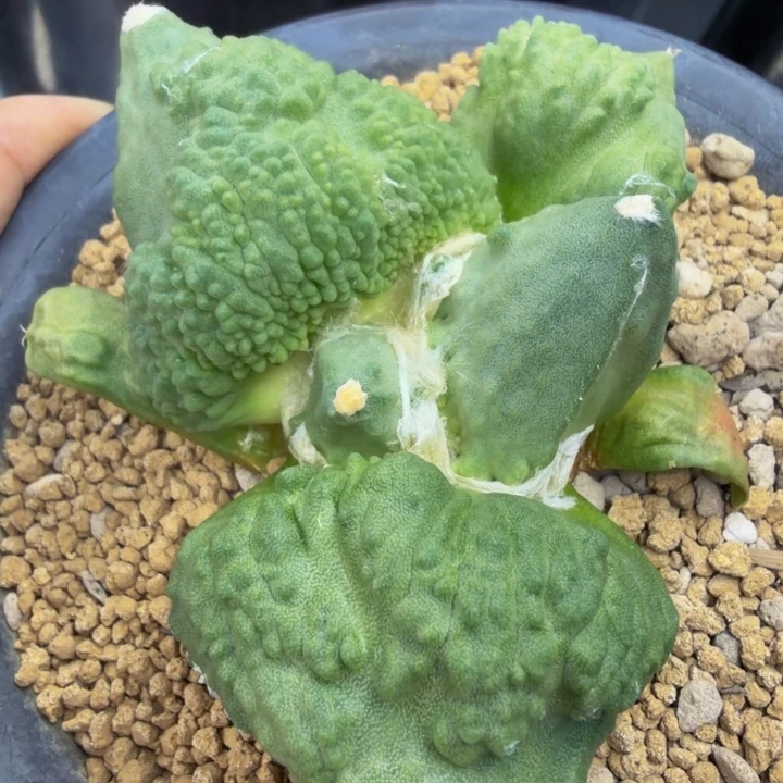 巨大型血怒千里马苗