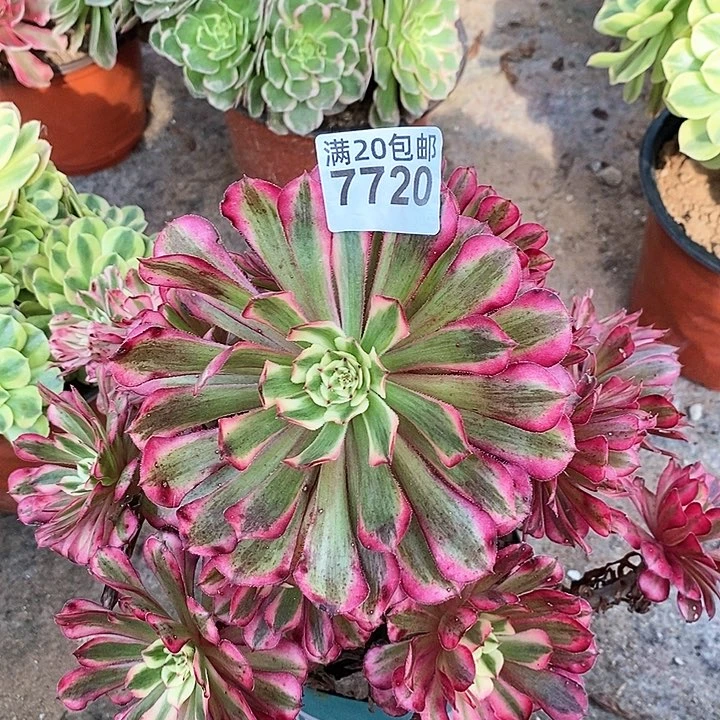 7720 一颗红铜葫超白