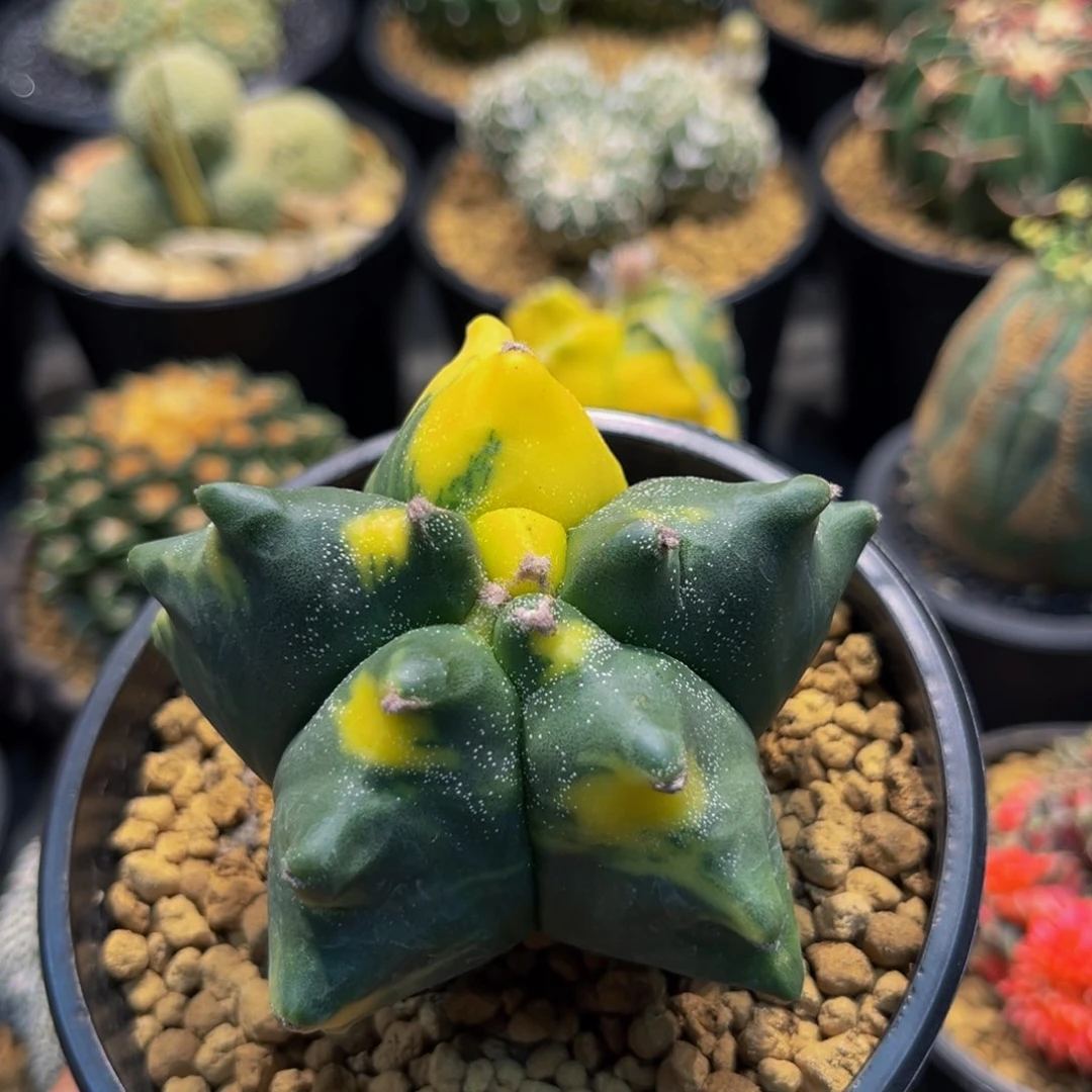 超龟甲栾凤玉锦xmmmmm