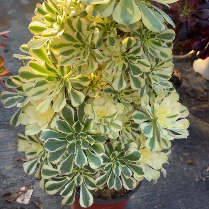 白兰地多肉法师不包损60