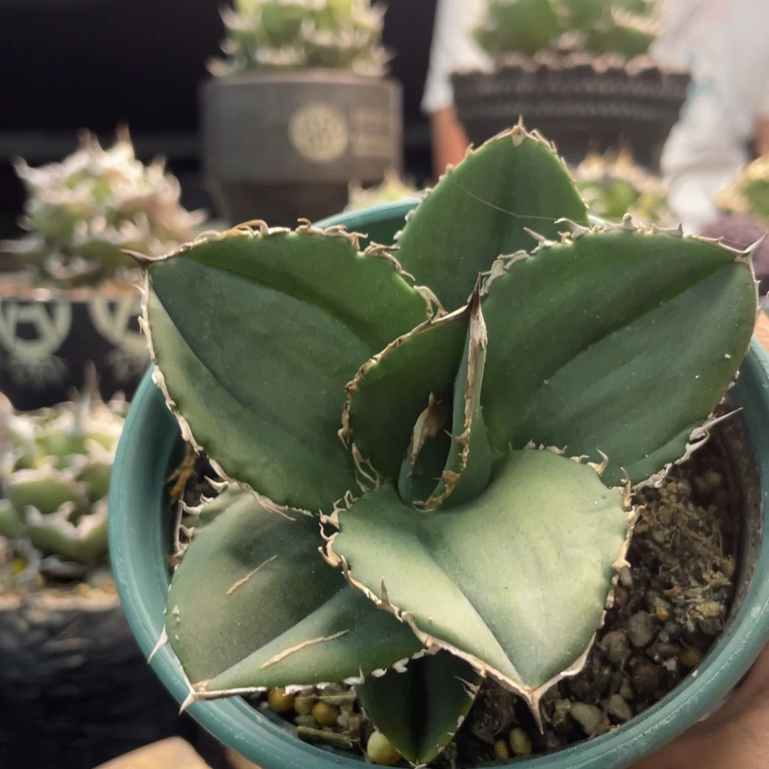 蚩尤8888888888888888