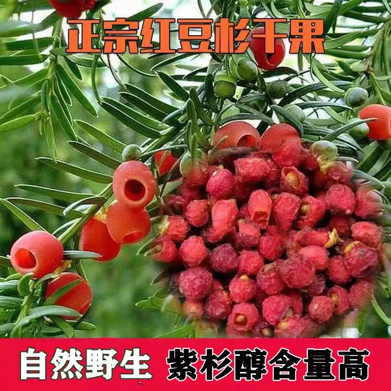 云南传统滋补下山红豆杉