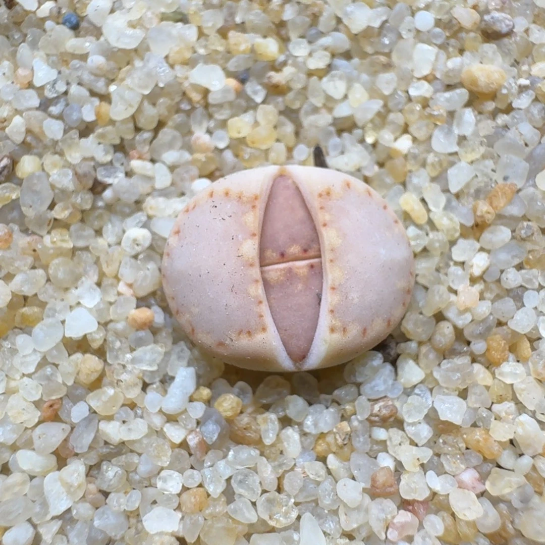 星****）0224-22饼干编号k